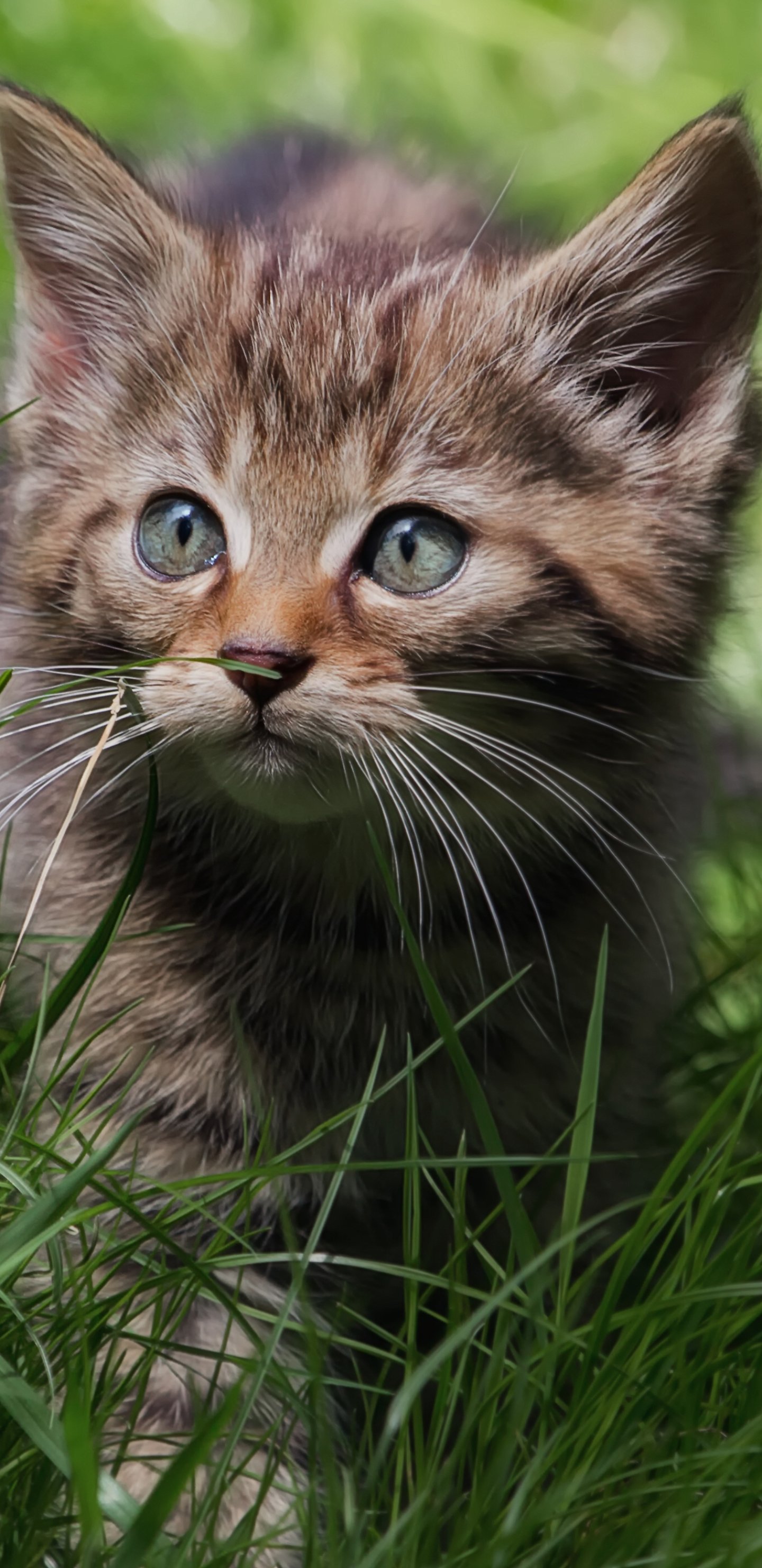 狸花猫(2960×1440)手机壁纸