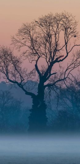 [5K 5120 × 2880]树 风景电脑壁纸