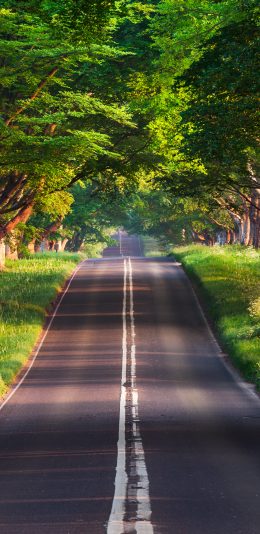 布兰福德路风景2k手机壁纸