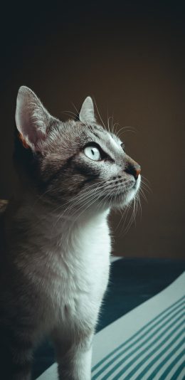 猫咪特写4K壁纸